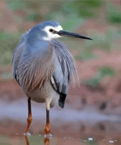 Herron Bird paint by number