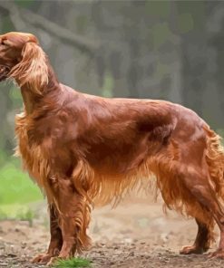 Irish Setter In Forest paint by number