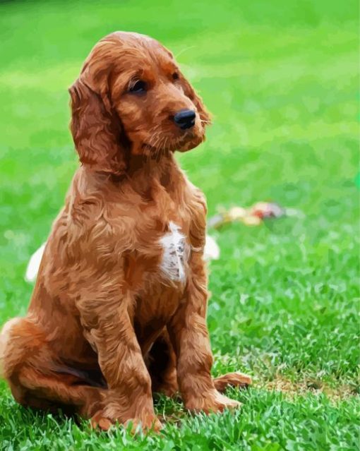 Irish Setter Puppy paint by number