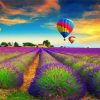 Lavender Field Hot Air Balloons paint by number