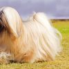 Lhasa Apso Dog paint by number