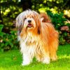 Long Hair Lhasa Apso paint by number