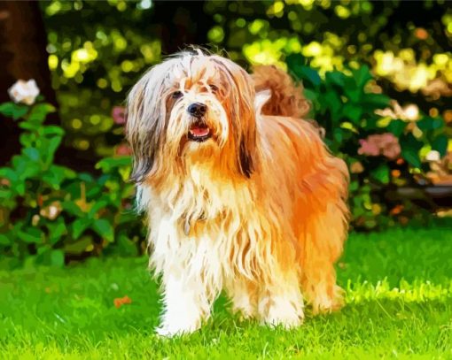 Long Hair Lhasa Apso paint by number