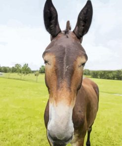 Mule Animal Head paint by number