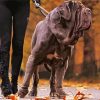 Neapolitan Mastiff Dog paint by number