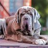 Neapolitan Mastiff Puppy paint by number