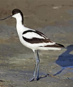 Piet Avocet Bird paint by number