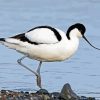 Piet Avocet paint by number