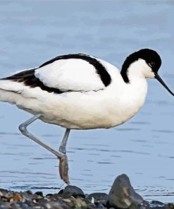 Piet Avocet paint by number