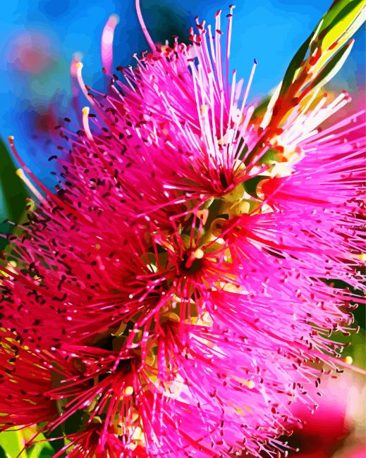 Pink Australian Flower paint by number