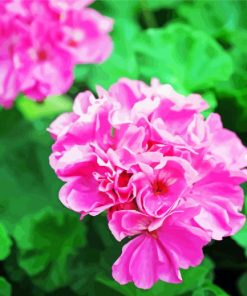 Pink Geraniums paint by number