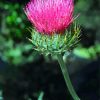 Pink Thistle Plant paint by number