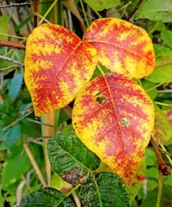 Poison Ivy In Autumn paint by number