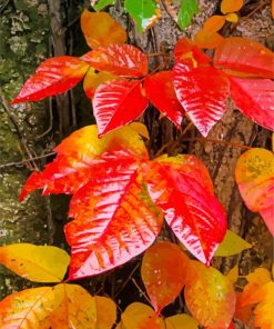 Poison Ivy Plant paint by number