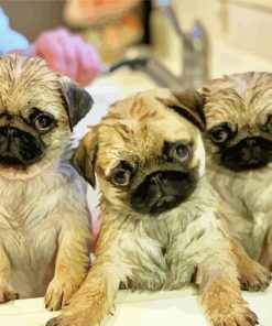 Pug Puppies paint by number