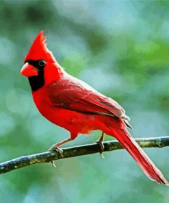 Red Bird paint by number