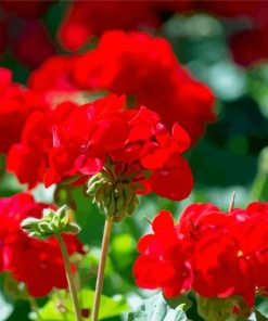 Red Geraniums paint by number