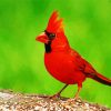 Red Northern Cardinal Bird paint by number