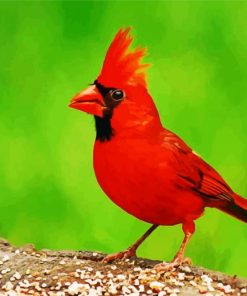 Red Northern Cardinal Bird paint by number