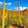 Saguaro Cactus Plant In Desert paint by number