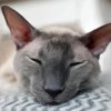 Sleepy Cornish Rex Cat paint by number