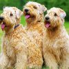 Soft Coated Wheaten Terrier Dogs paint by number