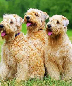 Soft Coated Wheaten Terrier Dogs paint by number