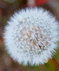 Taraxacum Erythrospermum paint by number