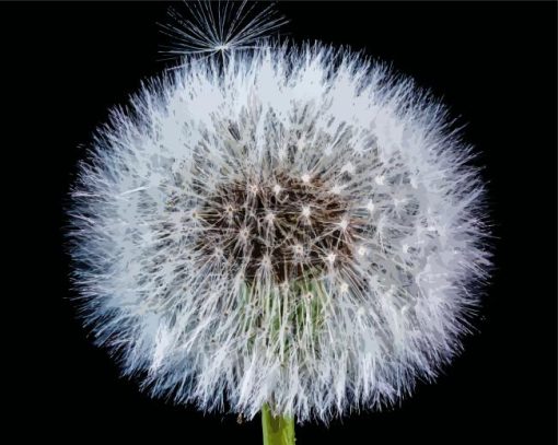 Taraxacum paint by number