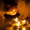 The Beautiful Cats And A Candle paint by number