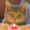 The Cat Smelling Candle paint by number