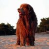 The Newfoundland Dog paint by number