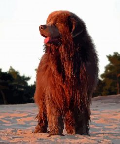 The Newfoundland Dog paint by number