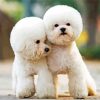 Toy Poodle Dog paint by number