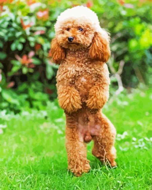 Toy Poodle Puppy paint by number