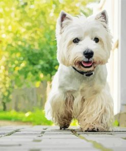 West Highland White Terrier Dog paint by number