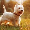 West Highland White Terrier Puppy paint by number