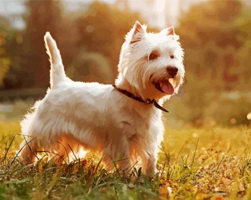 West Highland White Terrier Puppy paint by number