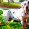 White Catahoula Leopard Dog paint by number