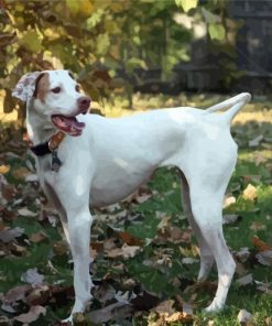 White English Pointer paint by number