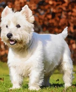 West Highland White Terrier paint by number