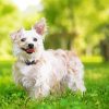 White Yorkiepoo paint by number