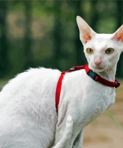 White Cornish Rex Cat White Heron paint by number