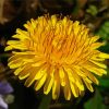 Yellow Taraxacum Flower paint by number