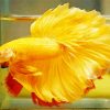 Yellow Betta Fish paint by number