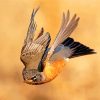 American Robin Flying paint by number