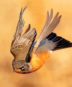 American Robin Flying paint by number