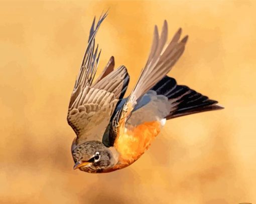 American Robin Flying paint by number