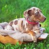 Catahoula Hound Puppy On Grass paint by number