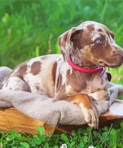 Catahoula Hound Puppy On Grass paint by number